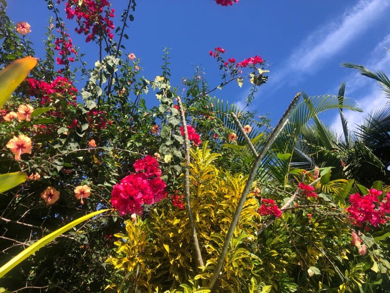 Fleurs tropicales roses sous le ciel bleu.