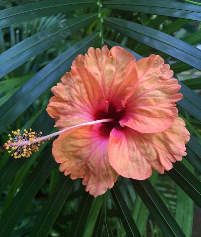 Hibiscus tropical rose et feuillage vert.