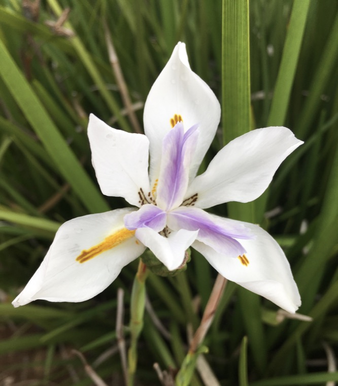 Fleur blanche et violette dans la végétation.