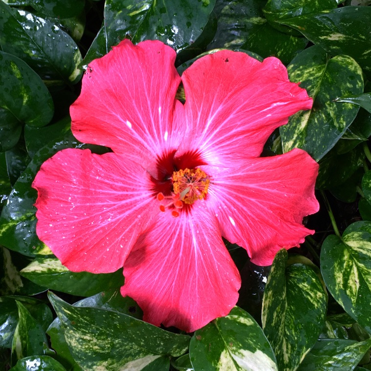 Hibiscus rose en gros plan.