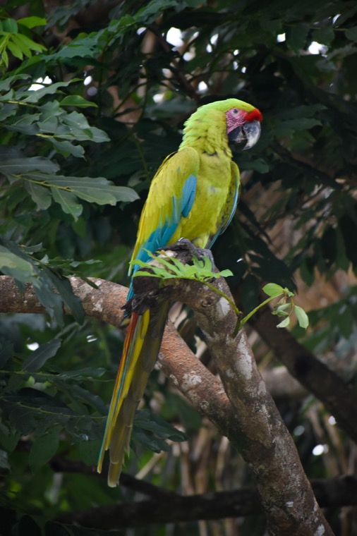 Ara tropical dans les arbres.